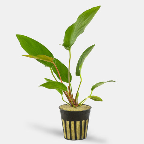 Anubias Hastifolia