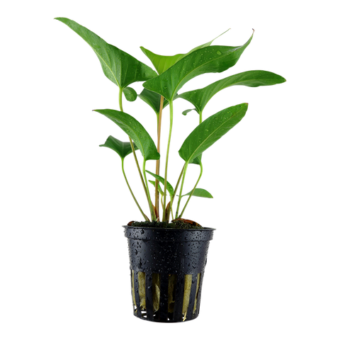 Anubias gracilis by Tropica