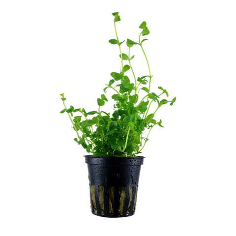 Bacopa australis by Tropica