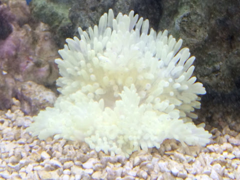 Anemone - White Sebae