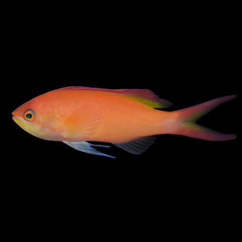 Anthias - Orange