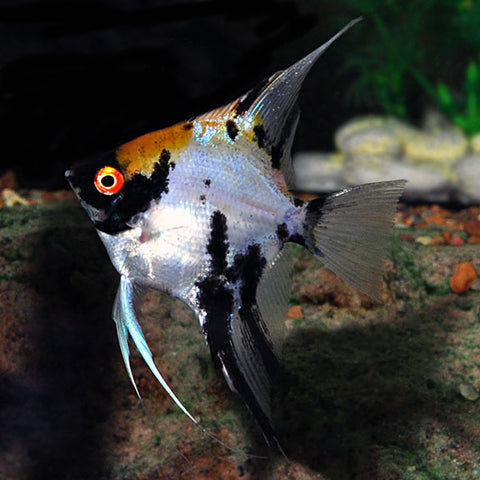 Angelfish - Koi