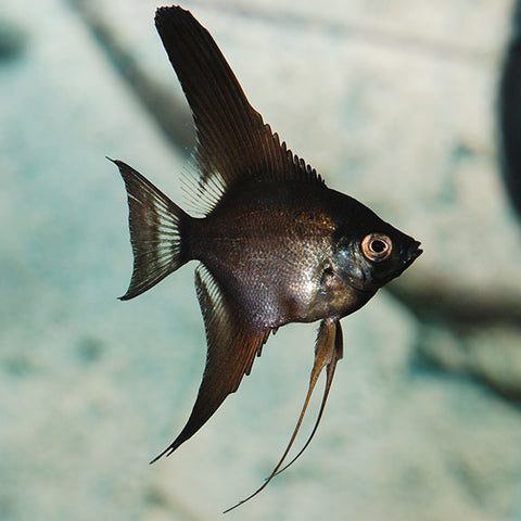 Angelfish - Black