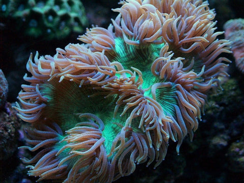 Elegance Coral