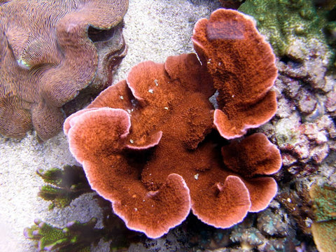 Montipora Capricornis