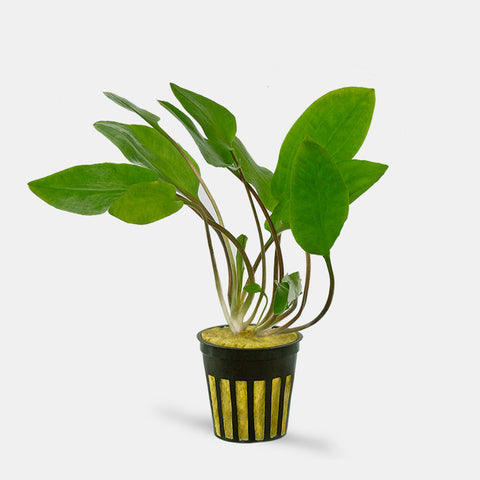 Cryptocoryne Wendtii Green