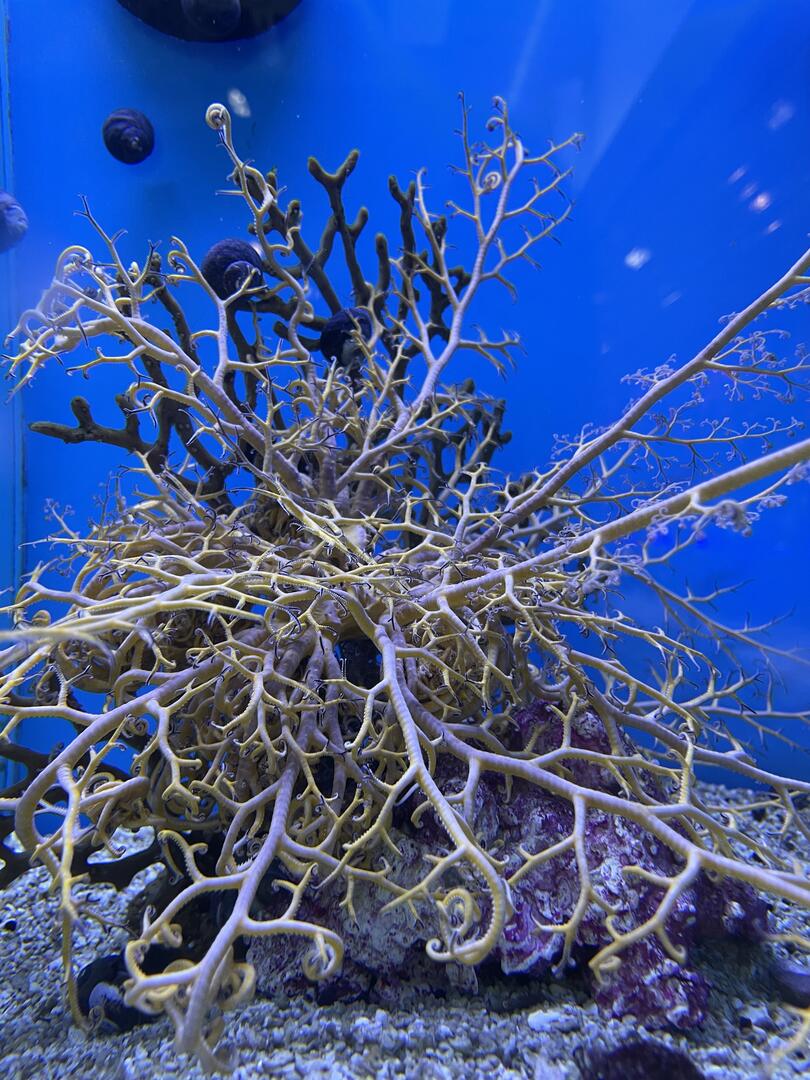 Starfish - Basket | The Fish Room