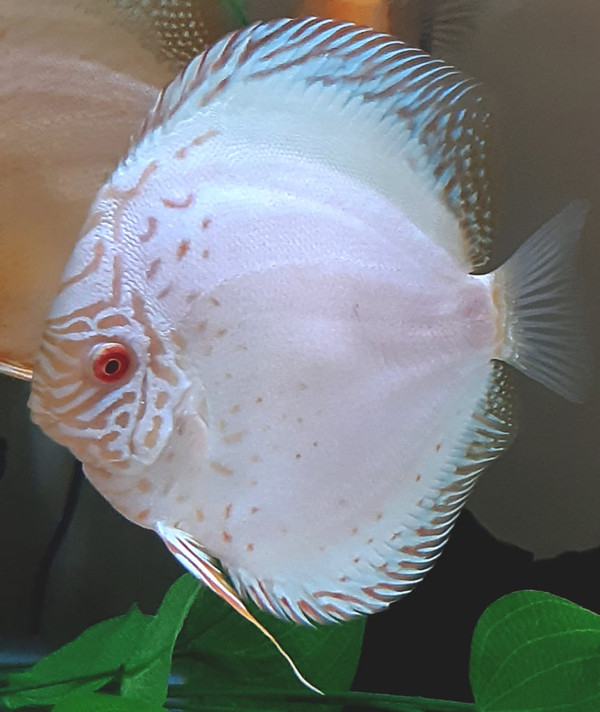 Olibetta Sable Discus Rio Xingu blanc, 15 kg - Boutique en ligne