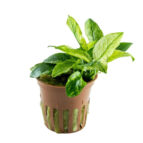 Anubias barteri var. nana ’Pinto’ by Tropica