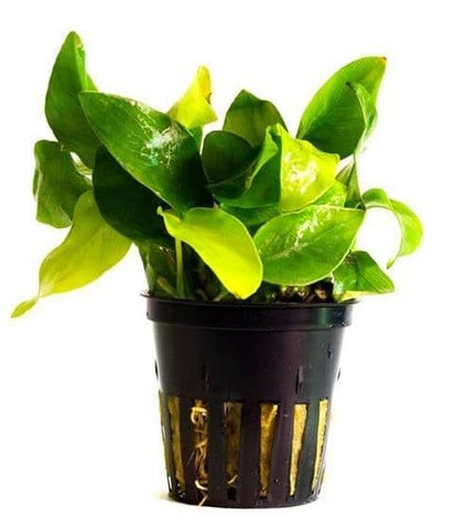 Anubias Nana Golden