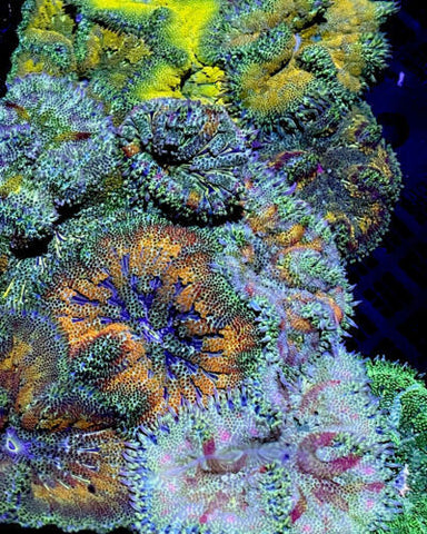 Anemone - MaxiMini Carpet