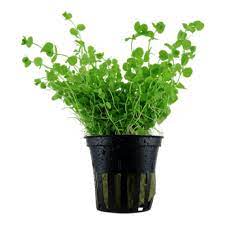 Baby Tears - Micranthemum Umbrosom