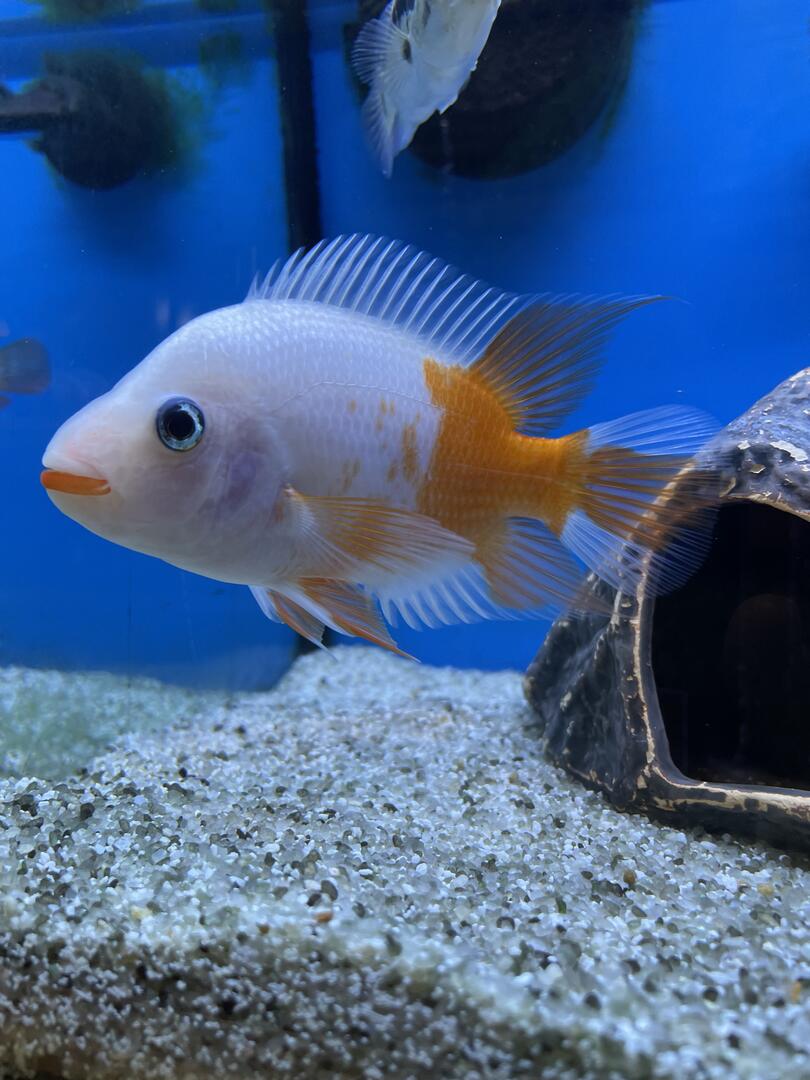 Cichlid Creamsicle Red Devil The Fish Room