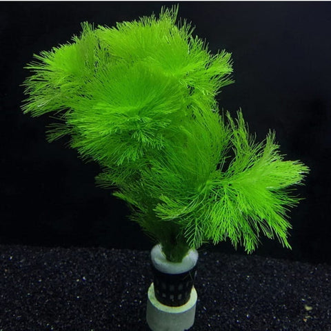 Ambulia - Limnophila sessiliflora
