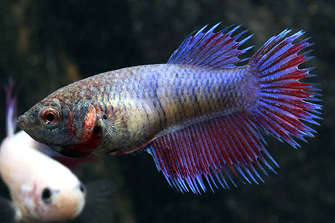 Betta - Crowntail (Female)