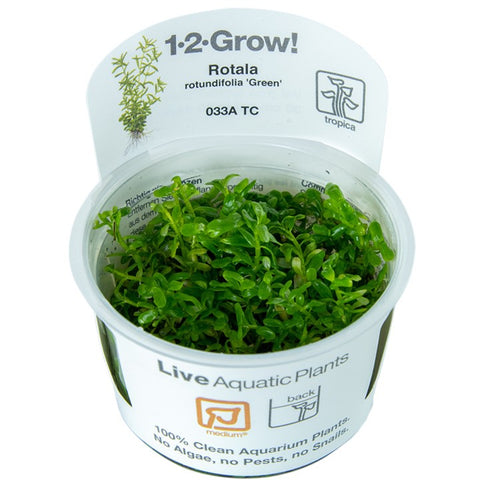 Rotala Rotundifolia 'Green' TC by Tropica