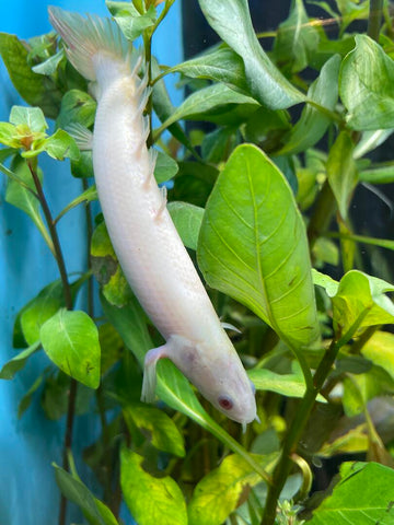 Bichir - Albino Dinosaur (Leucistic)