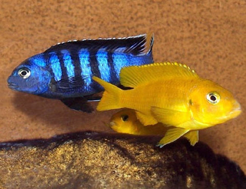 African Cichlid - Kenyi