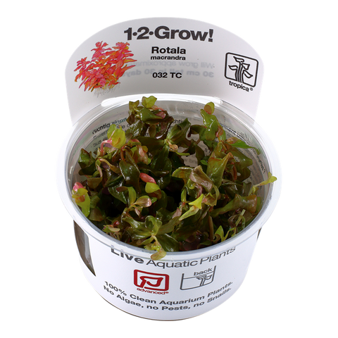 Rotala macrandra TC by Tropica