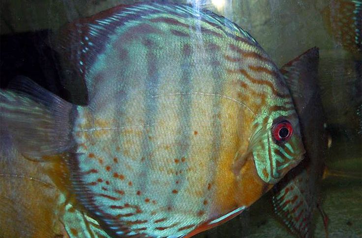 Olibetta Sable Discus Rio Xingu blanc, 15 kg - Boutique en ligne