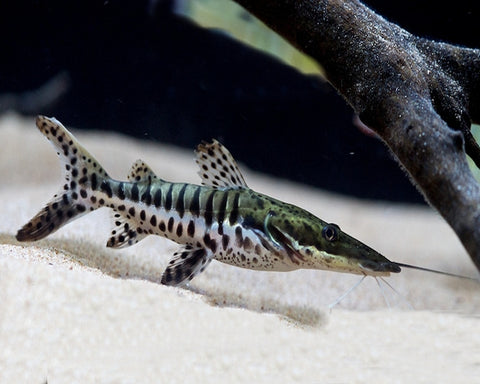 Products | The Fish Room