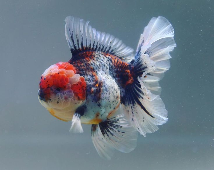 Goldfish oranda hot sale