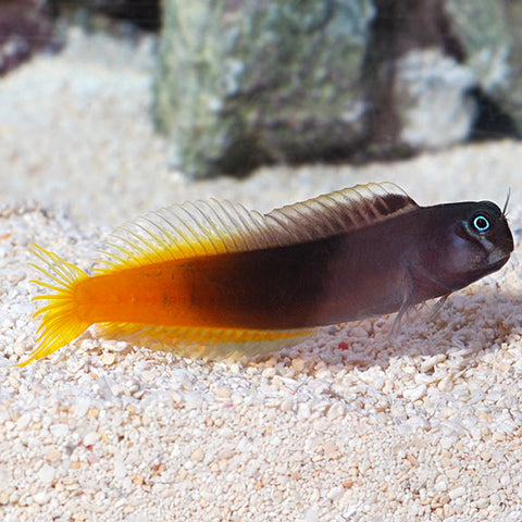 Blenny - Flametail