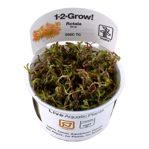 Rotala rotundifolia 'H'ra' TC by Tropica