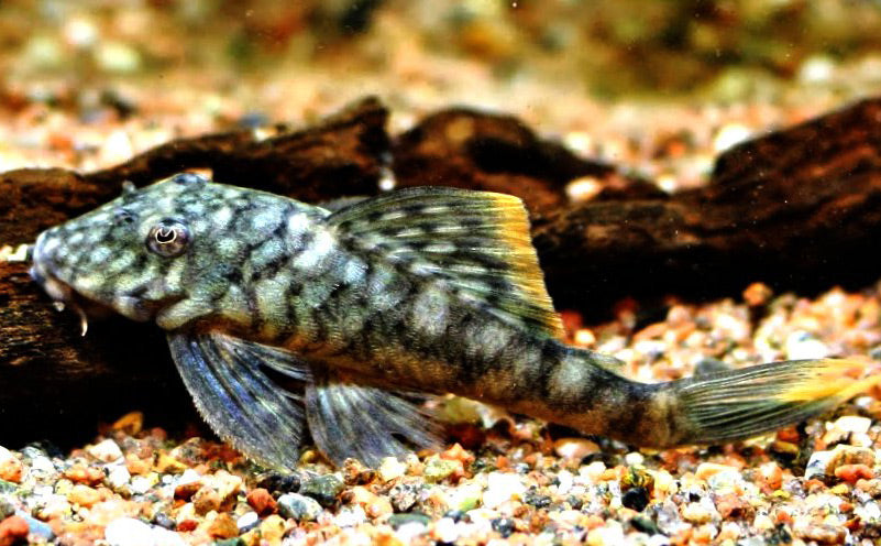 Pleco - Orange Seam L106 | The Fish Room