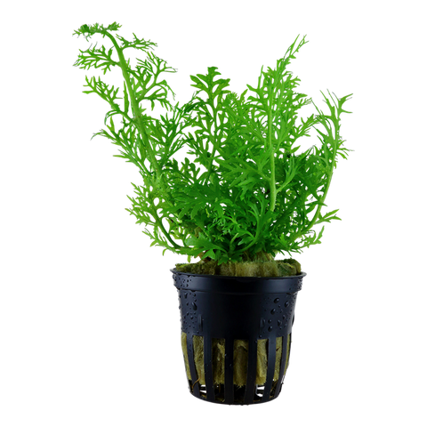 Ceratopteris thalictroides by Tropica