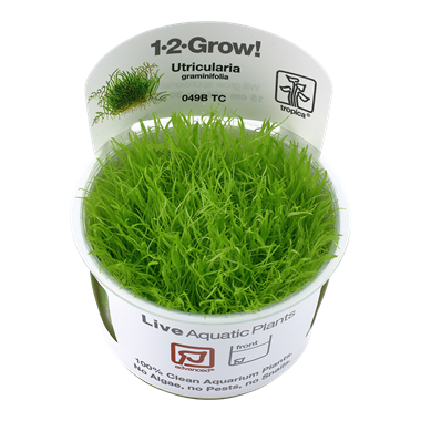 Utricularia graminifolia TC by Tropica