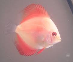 Pink Discus Fish
