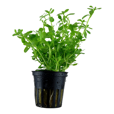 Bacopa monnieri 'Compact' by Tropica