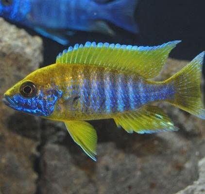 African Cichlid - Benga Peacock