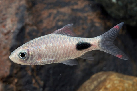 Barb - Filamentosus