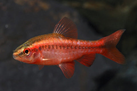 Barb - Cherry