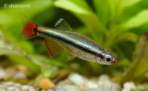 Vietnam White Cloud Minnow
