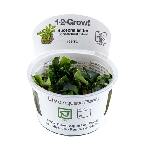 Bucephalandra pygmaea 'Bukit Kelam' TC by Tropica