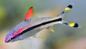 Barb - Karnataka Denisonii