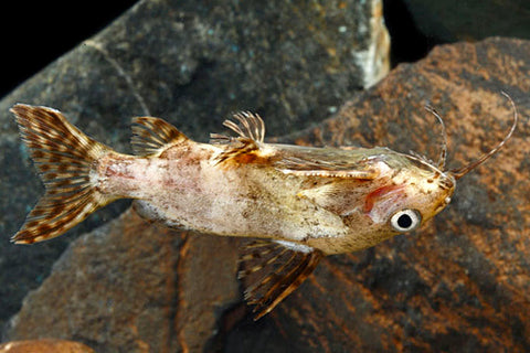 Products | The Fish Room