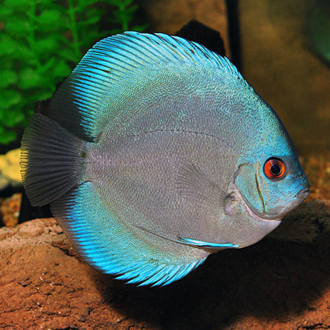 Discus - Blue