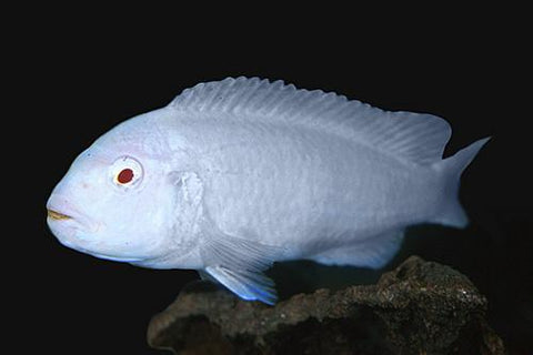 African Cichlid - Albino 'Snow White' Socolofi