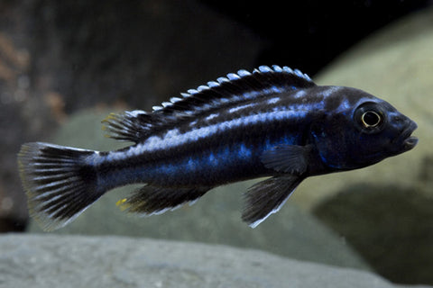 African Cichlid - Electric Blue Johanni