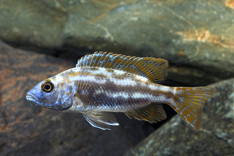 African Cichlid - Hap. Fuscotaeniatus
