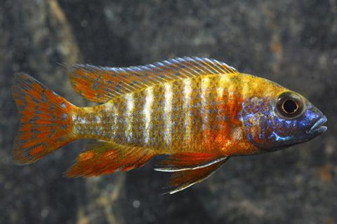 African Cichlid - Red Peacock