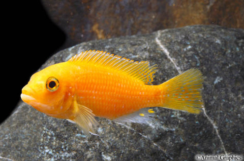African Cichlid - Red Zebra