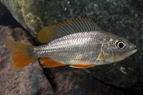 African Cichlid - Hap. Red Fin Borleyi