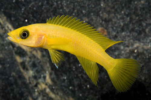 African Yellow Fish