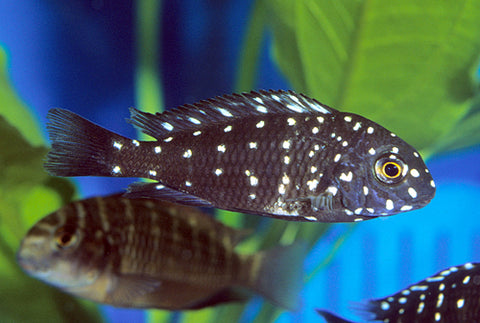 African Cichlid - Tropheus Duboisi