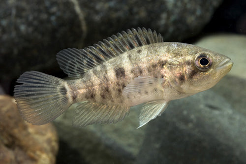 Cichlid - Jaguar | The Fish Room